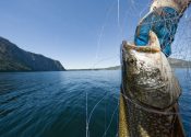 The Judas Fish: Leading Invasives to Slaughter