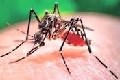 Zika Story