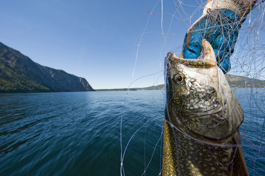 lake trout