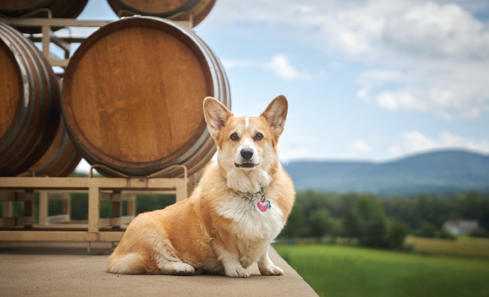 Winery-Dogs-TIREY Winery-Dogs-TIREY