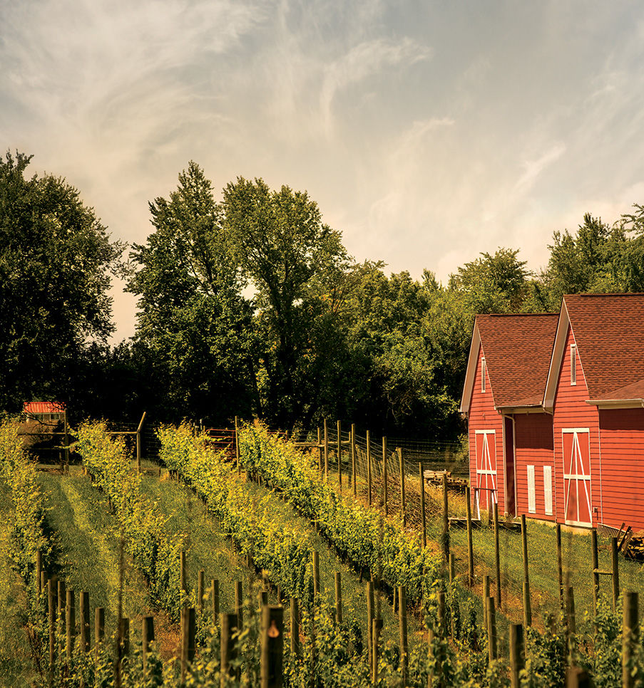 sunset-hills-vineyard