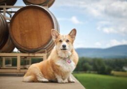 Winery-Dogs-TIREY