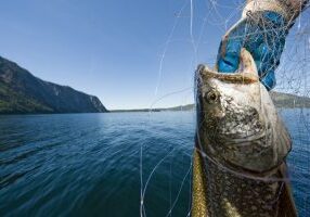 lake trout