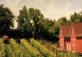 sunset-hills-vineyard